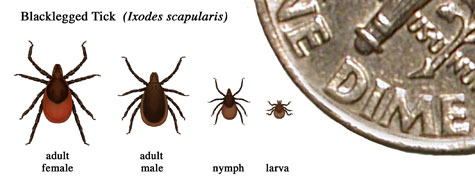 tick_sizes