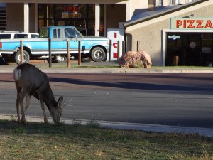 Urban Deer Hazard